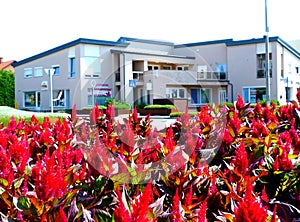 Celosia plumosa. Glorious Red garden flower in park planter