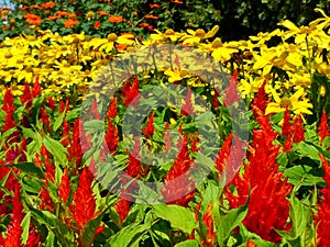 Celosia plumosa. Glorious Red garden flower with yellow Gerbera