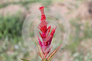 Celosia red caracas