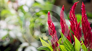 Celosia the Red Velvet Flower