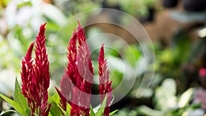 Celosia the Red Velvet Flower