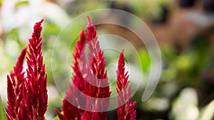 Celosia the Red Velvet Flower