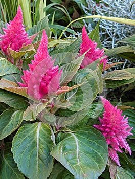 Celosia spicata, Amaranthaceae known as woolflower