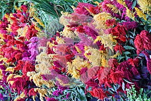 Celosia Woolflowers