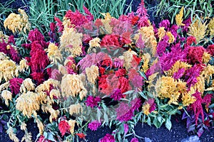 Celosia Woolflowers