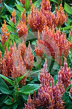 Celosia Woolflowers