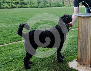 Portuguese Water Dog - Animal - Pet - Stance photo