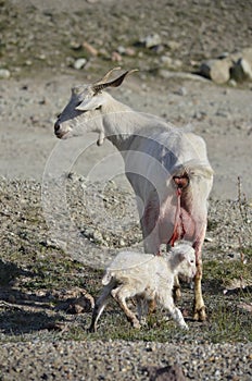Celtiberian goat kid birth photo