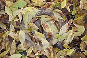Celtis australis fallen leaves