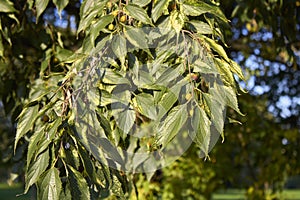 Celtis australis tree