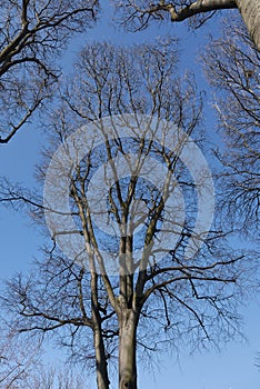 Celtis australis tree photo