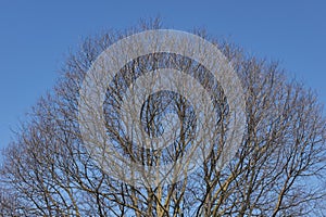 Celtis australis tree silhouette photo