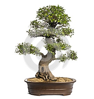 Celtis bonsai tree, hackberries, isolated photo