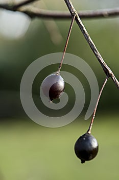 Berries of the tree Celtis jessoensis photo