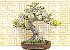 Celtis sinensis bonsai plant photo