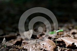 Celtis tree sprout photo