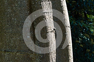 Celtis Yunnanensis  bark detail on the sunlight. Gray strong bark of Hackberry in spring Arboretum Park Southern Cultures