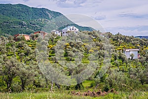 Celuga in Montenegro