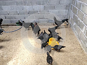 Cemani chicken has a dominant gene that causes hyperpigmentation, which makes the chicken mostly black photo