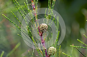 Cemara Udang, Australian pine tree or whistling pine tree Casuarina equisetifolia leaves and seeds, shallow focus. Natural