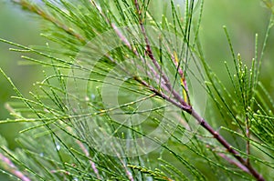 Cemara Udang, Australian pine tree or whistling pine tree (Casuarina equisetifolia) leaves, shallow focus.