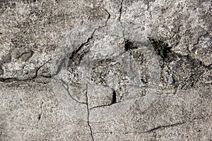 Cement crack and grass