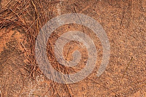 Cement floor with remnants of dried pine leaves.