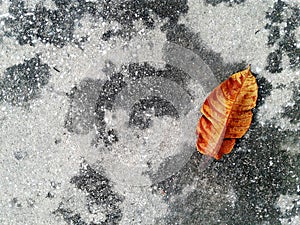 Cement floor texture background. Black and white dots pattern