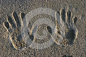 Cement Hand Prints