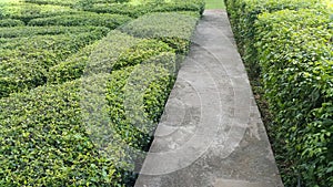 Cement pathways in garden have flowers