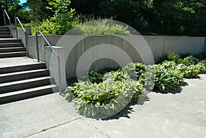 Cement steps and walkway