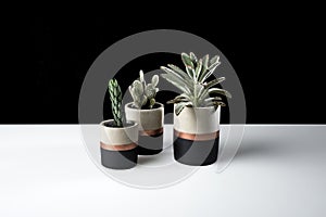 Cement vases with succulents and cactus