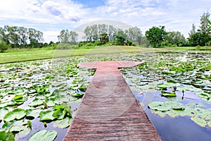 Cement walkway middle of lotus pond