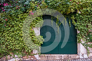 cement wall covered by green ivy