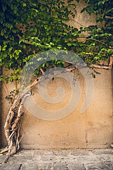 Cement wall and tree ivy