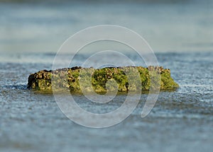 Cemented Shells, Mosses and seaweeds during low tide in a sea coast of Bahrain