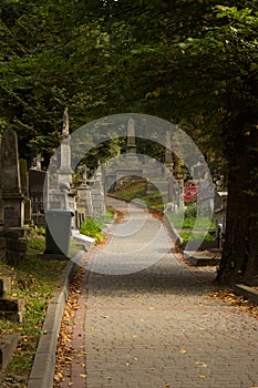 Cemetery Autumn road street leaves