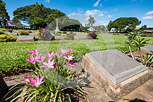 Cemetery blank gravestone christian vitmics with pink flower his