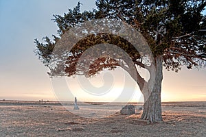 Cemetery Cedar at Sunset