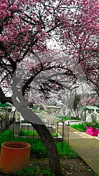 cemetery chillan, Chile, cherry tree