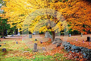 Cemetery and colorful leaves in Autumn