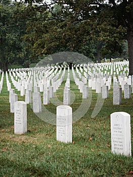 Cemetery, featuring a large tree and numerous gravesites surrounded by lush grass