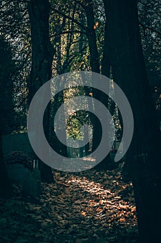 cemetery in foggy sunny day with mysterious spooky atmosphere