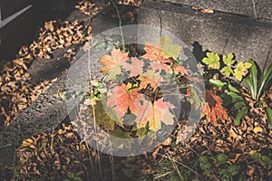 on the cemetery, grave in autumn