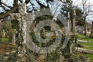 Cemetery grave overgrown ivy