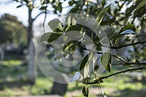 A cemetery - the graves through some branches.