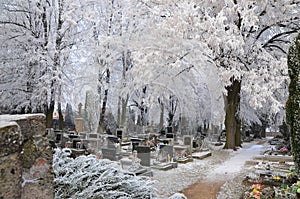 Cemetery gravestones in the snow white