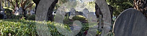 Cemetery Headstones Framed By Two Large Tree Trunks