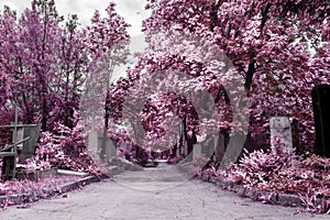 Cemetery in infrared color