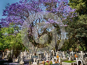 Cemetery with Jacaranda Tree